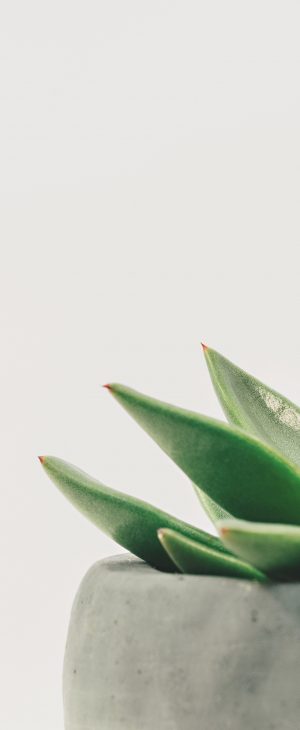 A close-up of a green succulent plant in a gray concrete pot against a bright white background, ideal for any family home in Los Angeles.